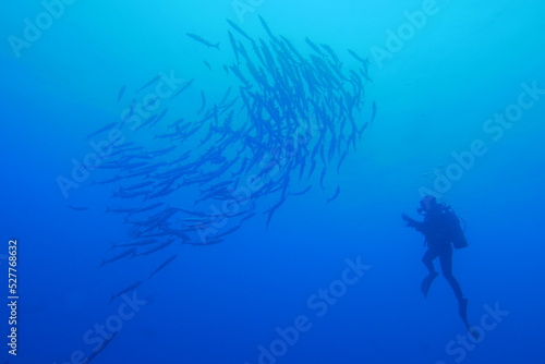 Wallpaper Mural Scuba diving at Blue corner in Palau. Diving on the reefs of the Palau archipelago. Torontodigital.ca