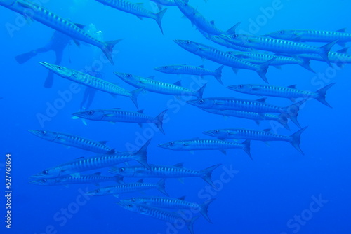 Scuba diving at Blue corner in Palau. Diving on the reefs of the Palau archipelago.