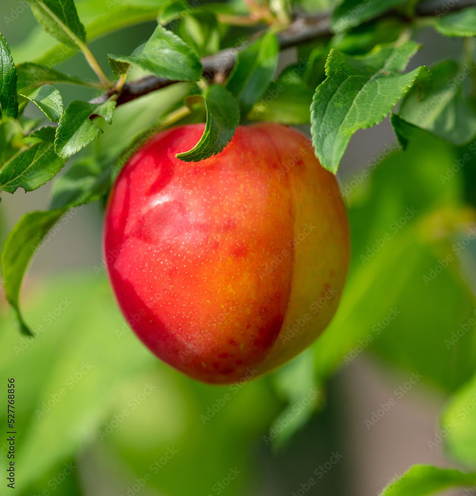 Obraz premium Ripe red plum on tree branches in summer.