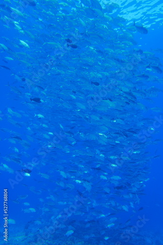 Scuba diving at Blue corner in Palau. Diving on the reefs of the Palau archipelago.