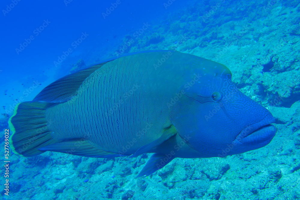 Scuba diving at Blue corner in Palau. Diving on the reefs of the Palau archipelago. Scuba diving at Blue corner in Palau. Diving on the reefs of the Palau archipelago.