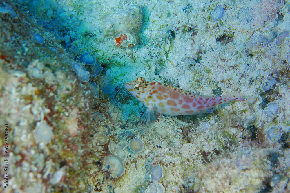 Scuba diving at Blue corner in Palau. Diving on the reefs of the Palau archipelago. Scuba diving at Blue corner in Palau. Diving on the reefs of the Palau archipelago.