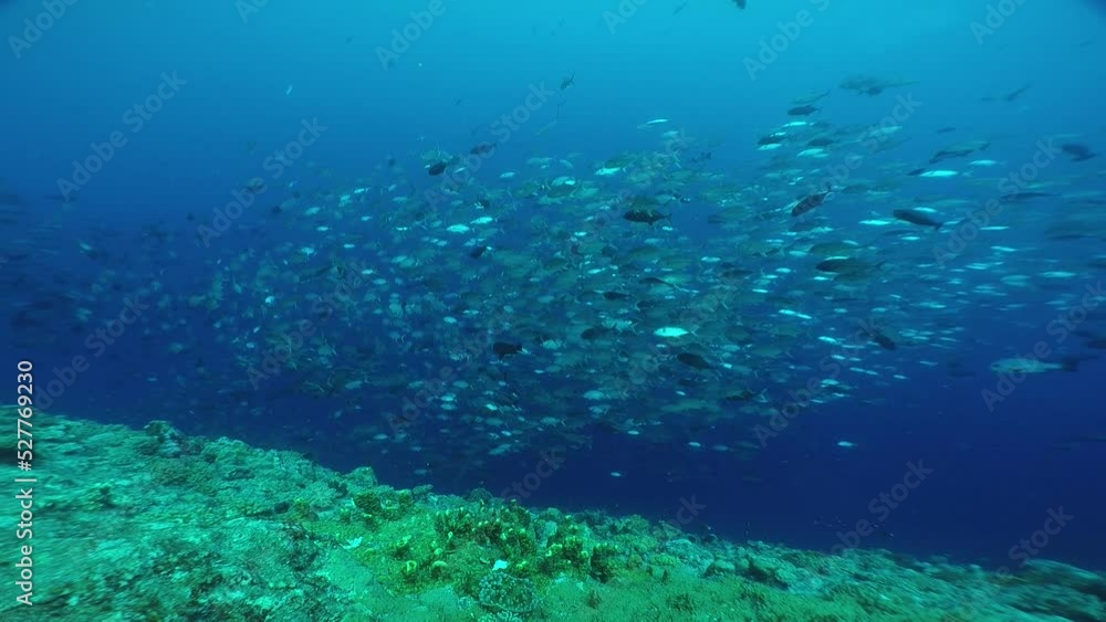 Scuba diving at Blue corner in Palau. Diving on the reefs of the Palau archipelago.