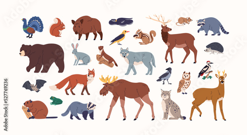 Forest animals set. Woodland fauna, bear, fox, badger, hare and boar. Wildlife mammals, elk, beaver, wild birds, lynx. Woods inhabitants. Flat graphic vector illustrations isolated on white background