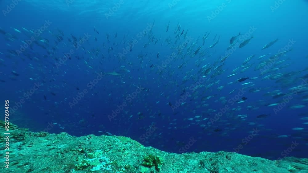 Scuba diving at Blue corner in Palau. Diving on the reefs of the Palau archipelago. Scuba diving at Blue corner in Palau. Diving on the reefs of the Palau archipelago.