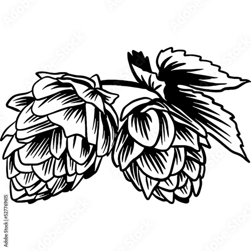 Hand drawn Beer Hop Cones Sketch Illustration