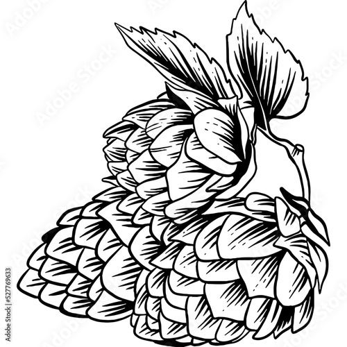 Hand drawn Beer Hop Cones Sketch Illustration