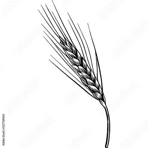 Hand drawn Barley Seeds Sketch Illustration