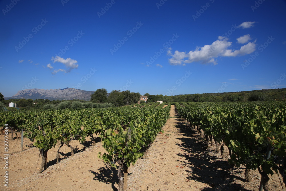 Vignes en Provence avec la montagne Sainte Victoire en fond