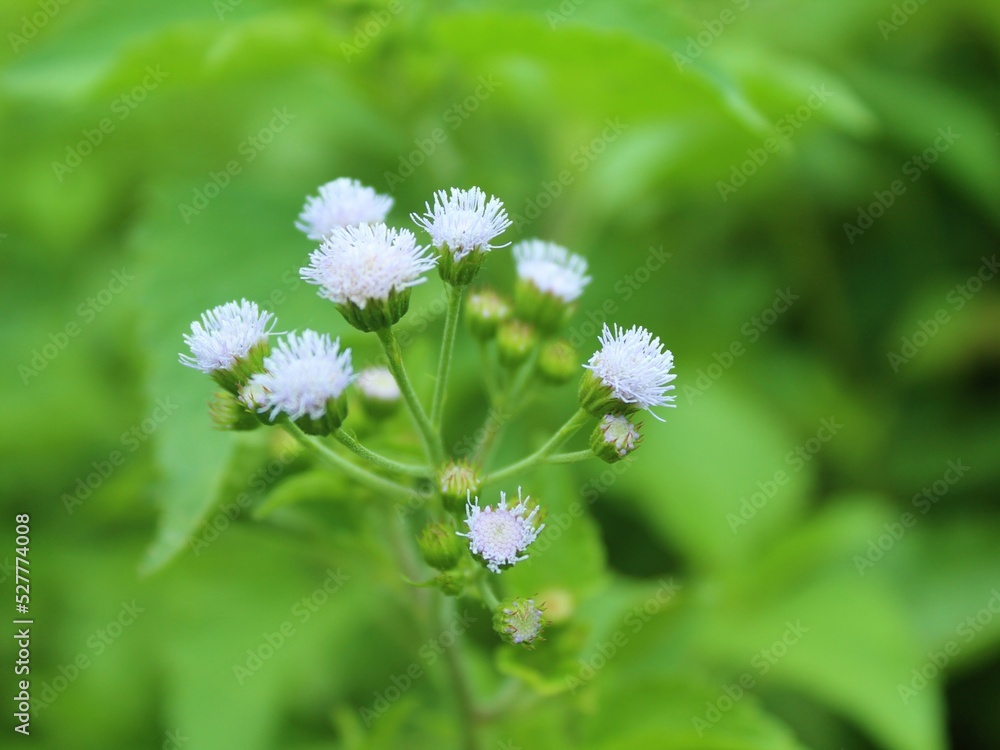 flowers in the field flowers in the field