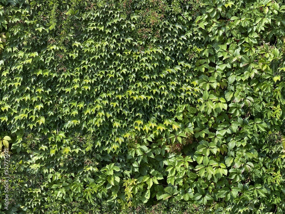 Seamless green wall texture leaves ivy Seamless green wall texture leaves ivy
