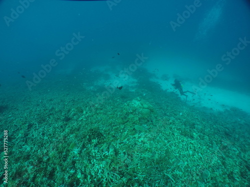 Fototapeta Naklejka Na Ścianę i Meble -  Scuba diving at German chanel with Manta ray in Palau. Diving on the reefs of the Palau archipelago.