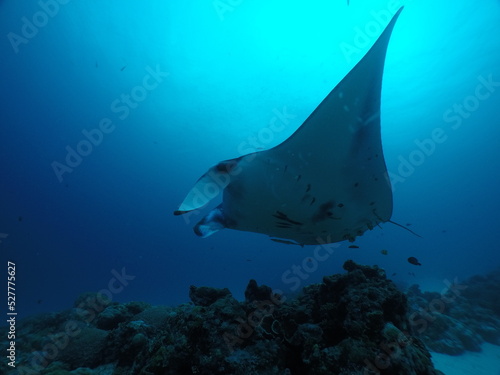 Scuba diving at German chanel with Manta ray in Palau. Diving on the reefs of the Palau archipelago.