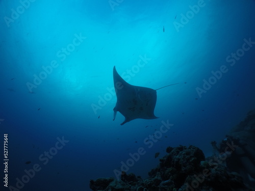 Scuba diving at German chanel with Manta ray in Palau. Diving on the reefs of the Palau archipelago. © Optimistic Fish