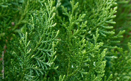 Green background of small twigs of thuja.
