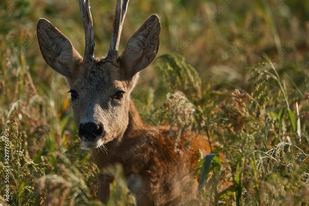 Naklejka premium deer, tier, wild lebende tiere