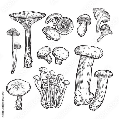 Forest mushrooms sketch. Vintage plants, engraving mushroom. Isolated chanterelle shiitake champignon, tasty cooking ingredient vector set. Fungus and chanterelle, edible sketch vegetable illustration