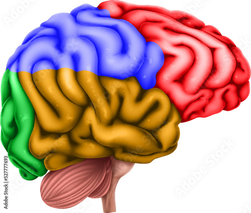 Human brain with regions or lobes differentiated by color. Educational anatomy medical illustration diagram.