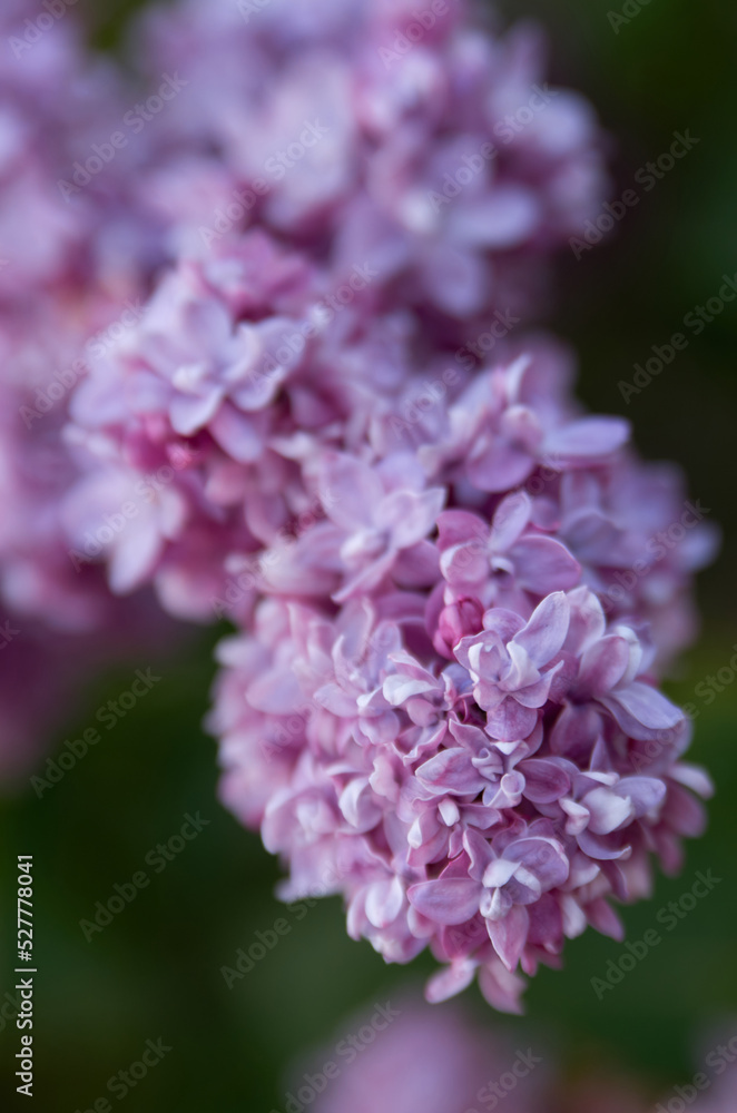 Close up of lilac branch in bloom Close up of lilac branch in bloom