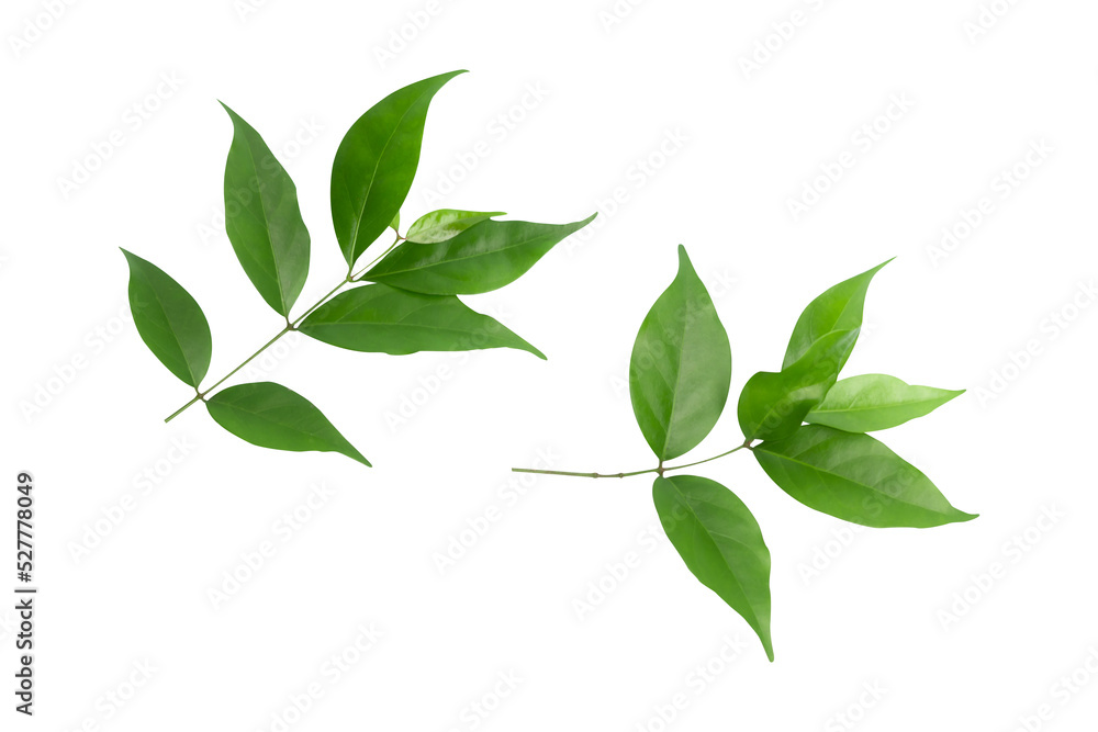 branches and leaves with green leaves isolated on white background
