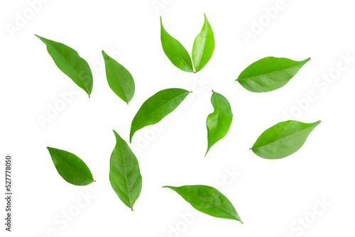 isolated green leaves on a white background