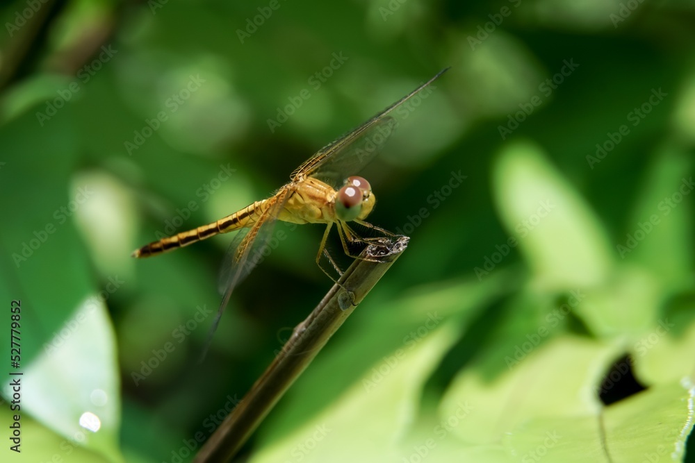 Beautiful natural scene macro shots of dragonflies. Show details of dragonfly eyes and wings in nature.
