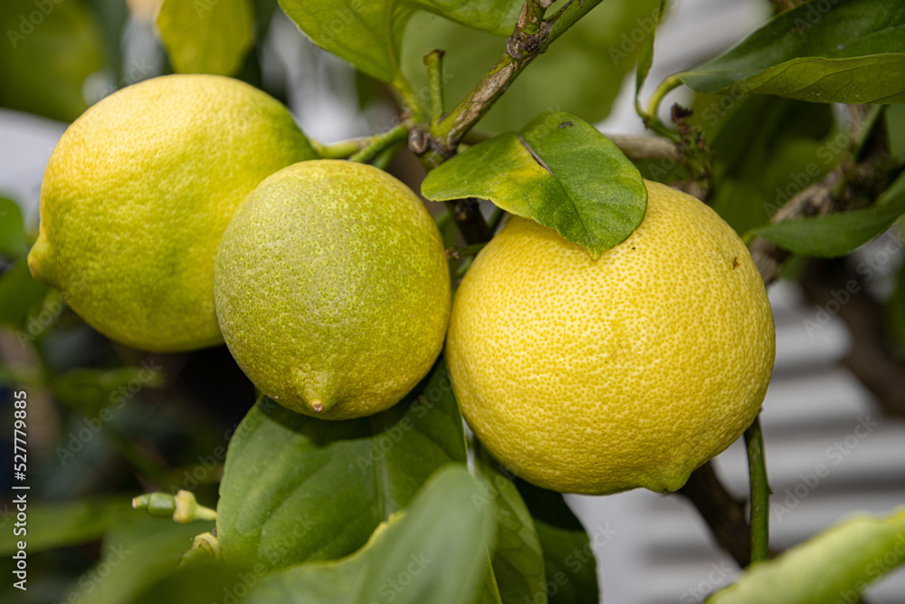 Lemons hanging on a lemon tree branch