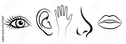 Five senses of human nervous system vector illustration