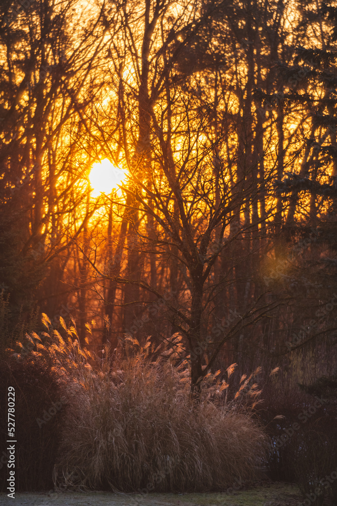 Winter-Sonnenaufgang im Garten - Gräser leuchten im Gegenlicht mit glitzerndem Frost bedeckt