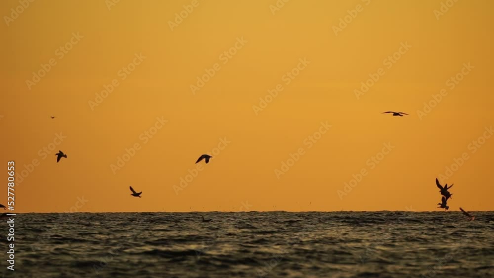 A flock of seagulls fly and fish in the sea. Warm sunset sky over the ocean, sun glare. Silhouettes of seagulls flying in slow motion away from the camera with the sea in the background at sunset. A flock of seagulls fly and fish in the sea. Warm sunset sky over the ocean, sun glare. Silhouettes of seagulls flying in slow motion away from the camera with the sea in the background at sunset.