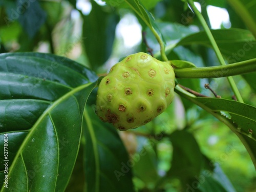 Fotografie Morinda citrifolia in the garden
