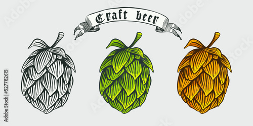 Hops, hand drawn engraving style illustration with ribbon. Oktoberfest vector emblem.