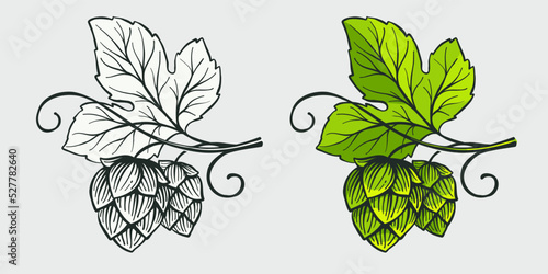 Hops with leaf, hand drawn engraving style illustration. Oktoberfest vector emblem.