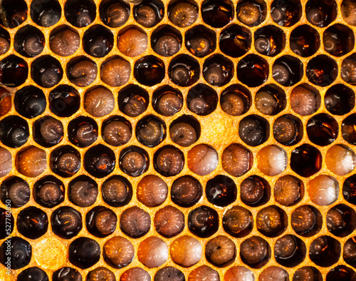 Fototapeta The honeycombs contain the developing bee larvae