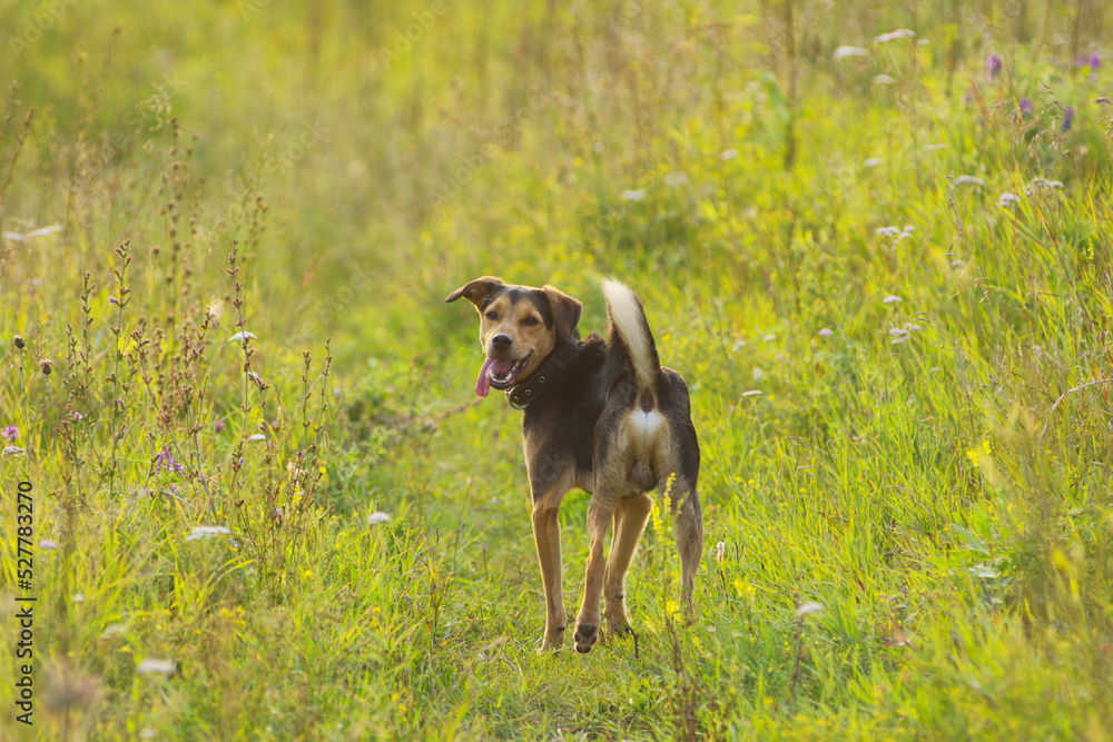 A puppy of a Lithuanian hound dog runs quickly through the field and grass in summer A puppy of a Lithuanian hound dog runs quickly through the field and grass in summer