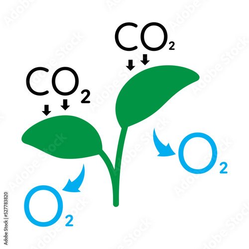 Vector illustration of the photosynthesis process in flate illustration.