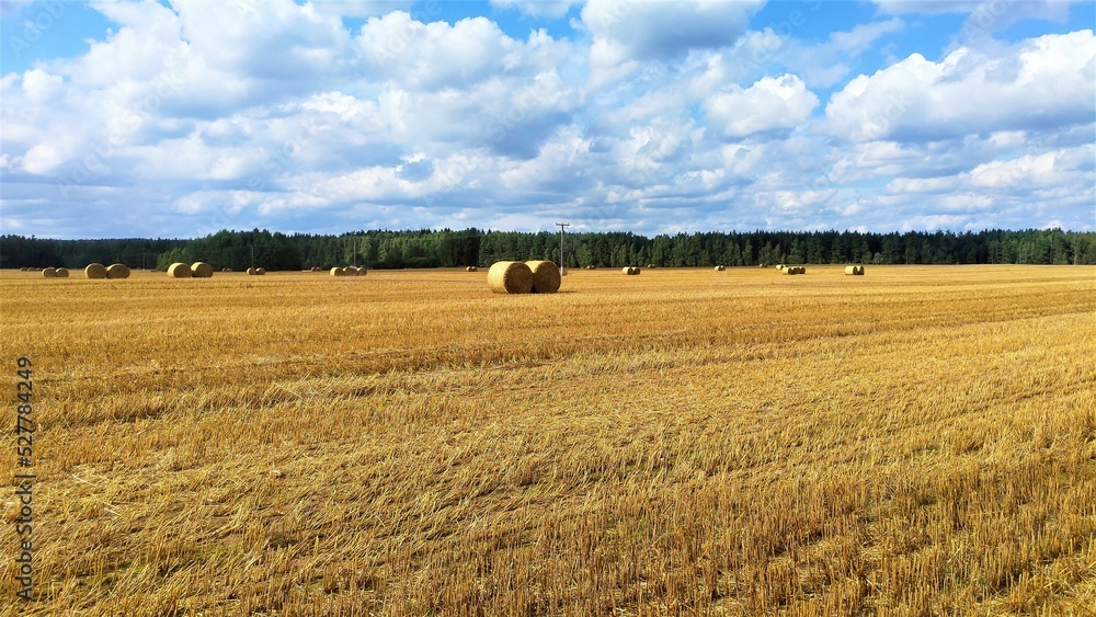 In a compressed wheat field, round bales of straw lie in various places. A power line on concrete poles crosses the field. A forest grows behind the field. The weather is sunny and blue sky with cloud