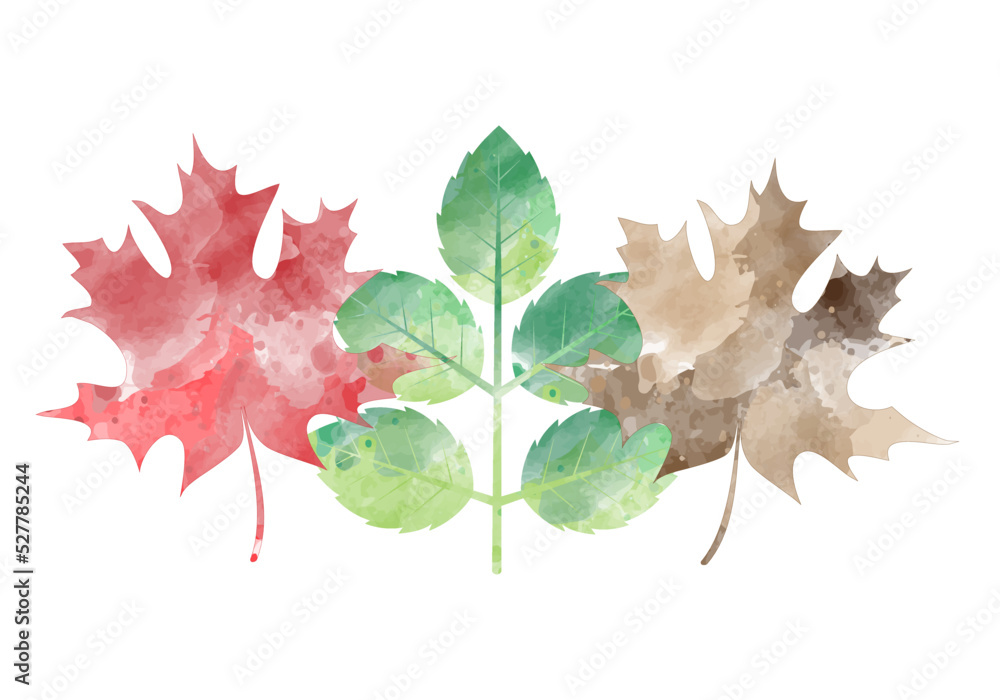 Fototapeta premium autumn leaf isolated on white