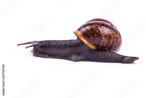 Grape snail, isolated on a white background, macro photography