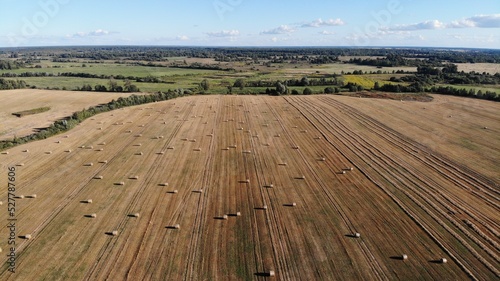 field of wheat