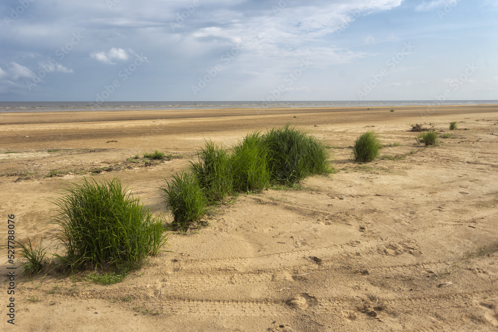 Grass on the empty beach. Grass on a white sand dunes beach,