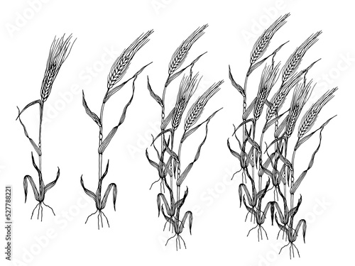 Wheat. Barley or rye plants. Hand drawn grains plant set vector illustration on white background.