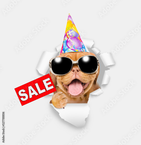 Happy Mastiff puppy wearing sunglasses and party cap looks through a hole in white paper and showing sales symbol