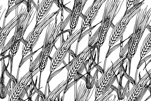 Seamless pattern with barley or rye plants field. Wheat grain plant sketch illustration on white background.