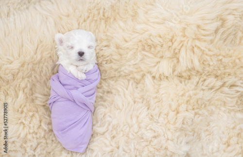 Tiny newborn white lapdog puppy wrapped like a baby sleeps on a fur bed. Top down view. Empty space for text photo