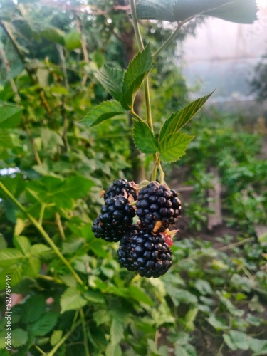 blackberry bush in the garden