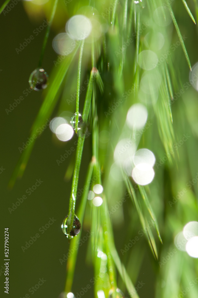 Drops of water on leaves. Valleseco. Gran Canaria. Canary Islands. Spain. Drops of water on leaves. Valleseco. Gran Canaria. Canary Islands. Spain.