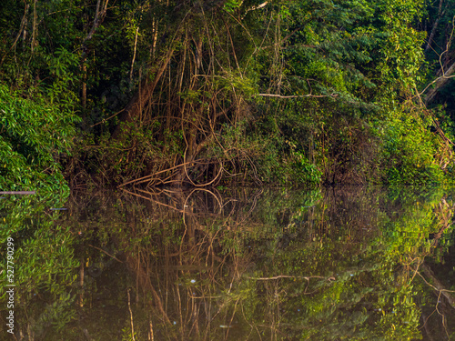 Amazonia -  wall of green tropical forest of the Amazon jungle, green hell of the Amazonia. Selva on the border of Brazil and  Peru. Yavari river in Javari Valley, (Valle del Yavarí) South America. photo