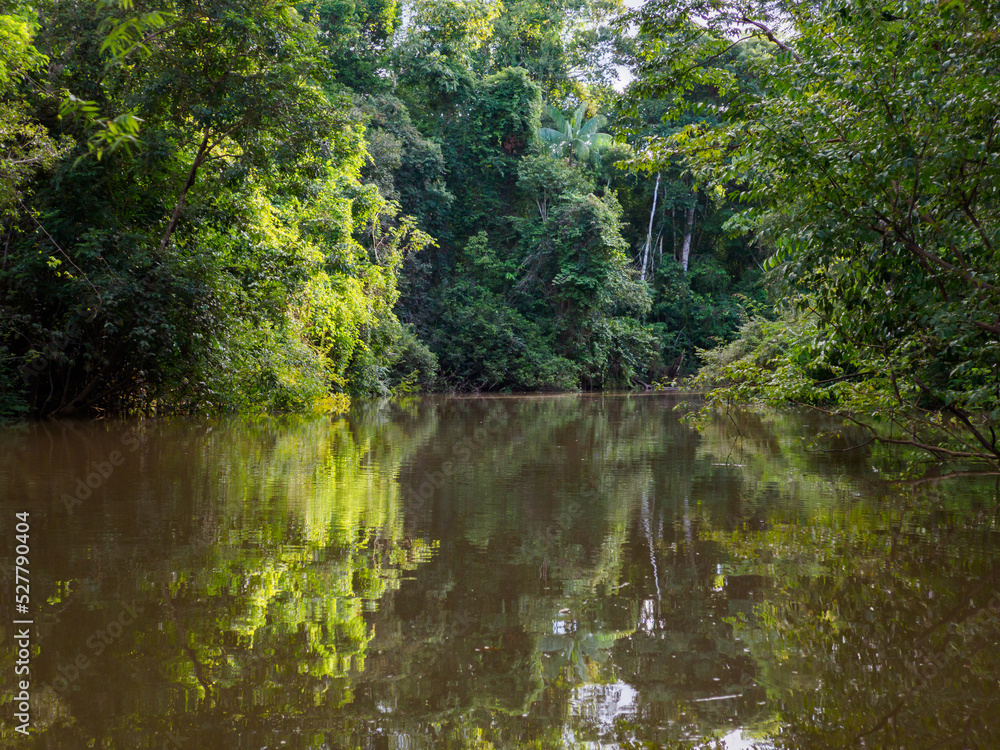 Fototapeta premium Amazonia