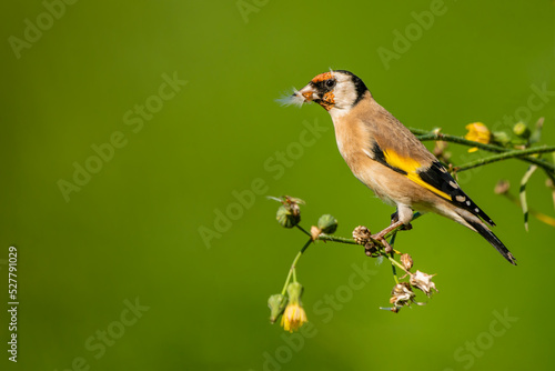 European Goldfinch Carduelis carduelis perched eating seeds photo